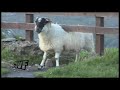 CuteWinFail: Self Scratching Sheep