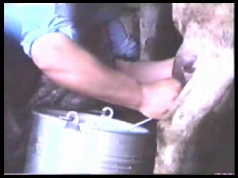 sheep milk