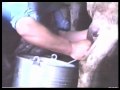 milking sheep milking sheep