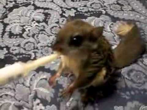 how to take care of a baby flying squirrel