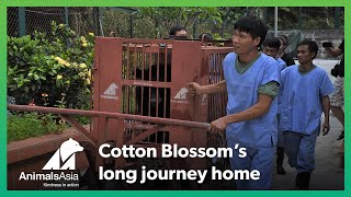 The story of Cotton Blossom's Rescue