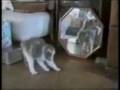 Kucing-kucing comel