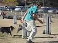 Campeonato Agility - CANIC - Nit Campeonato Agility - CANIC - Nit