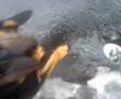 Bloodhound video