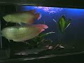 My previous Aro tank 2