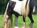 American Gypsy Horses