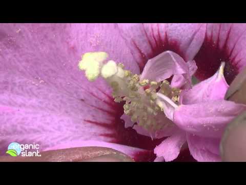 how to fertilize a rose of sharon