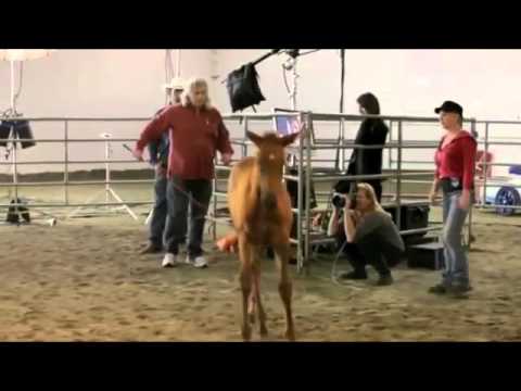 horses grand national