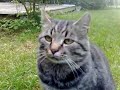 vildkatt