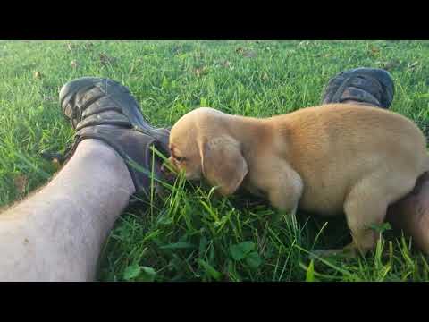 Pety the Puggle!!!!!