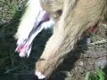dressing a goat for bbq dressing a goat for bbq