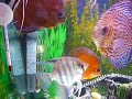????? Altum Angel Fish ????? Altum Angel Fish