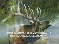 Mint szarvas !