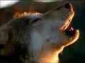 Shpongle - Hooray(oficial video clip)