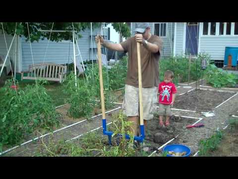 how to grow yukon gold potatoes