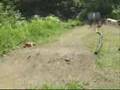 Backyard bashing Revo, Rc10 ,Sportworks