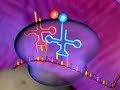The Human Genome The Human Genome