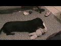 Kill da Wabbit.mp4 Kill da Wabbit.mp4