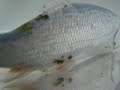 Carp lice on a blue ide / Karpfenlaus auf einer Blauorfe [1/1]