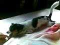 Como cão e gato... albiani250801 Como cão e gato... albiani250801