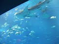 Okinawa Churaumi Aquarium ????????