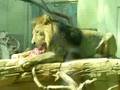 Löwe