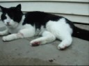 Menu Foods Killed My Cat Tribute to Murphy Video