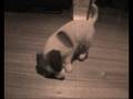 videos de A PAWFUL of TOAST or HOW the TOAST was WON.wmv