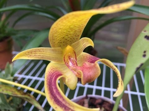 how to fertilize orchids for bloom