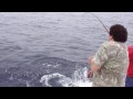 videos de blue shark 3