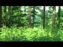 LINK: http://blip.tv/file/951569
Th ...