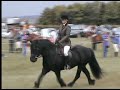 Lownthwaite Jasper at Central & West Fife Show