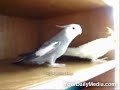 Parrot sings kill bill theme Parrot sings kill bill theme