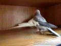 Parrot sings kill bill theme