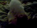 Fighting Kitties