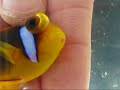 Clownfish Eye Gas Bubble Lancing