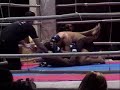 junior cigano