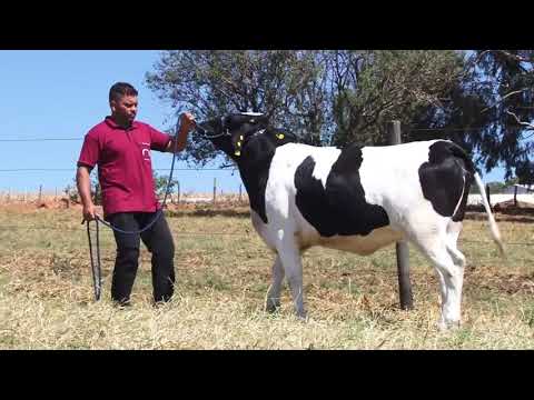 LOTE 52 - 1631 BOA VISTA CACHOEIRA