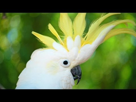 how to care for a umbrella cockatoo