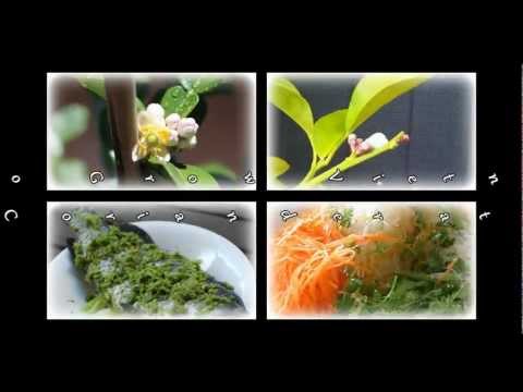 how to harvest vietnamese mint