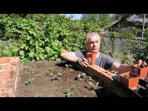 how to grow dinosaur kale