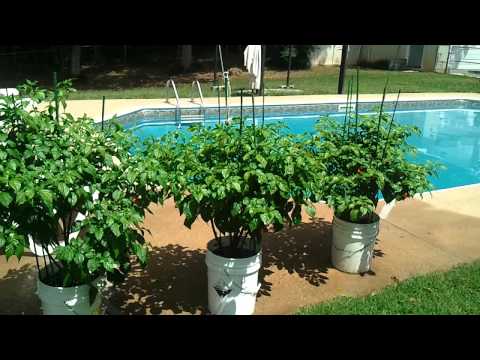 how to grow butch t peppers