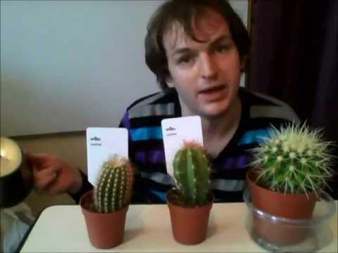 how to replant a dying cactus