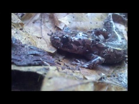 YouTube reptile video
