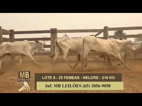 1� LEIL�O VIRTUAL FAZENDA NAYARA & CONVIDADOS