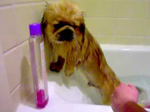 Pekingese rinsed of salty ocean water.