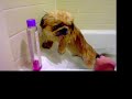 Pekingese rinsed of salty ocean water.