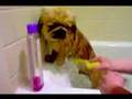 Pekingese video