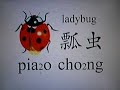 Learn Chinese - bee