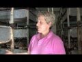 The fickle world of fungi - how a mushroom is made The fickle world of fungi - how a mushroom is made